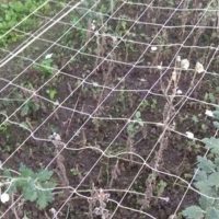 - Lưới làm giàn leo (1m) - Hình ảnh minh họa