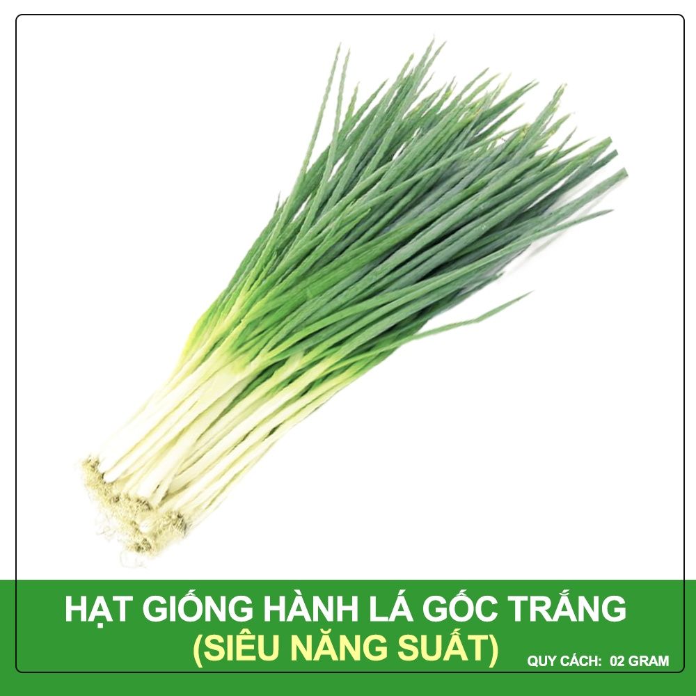 Hạt giống Hành lá gốc trắng PN 02 - Gói 2 gram