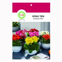 Hạt giống Hoa đồng tiền lùn Gerbera Mix FVN - Gói 5 hạt - Hình ảnh minh họa