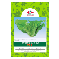 Hạt giống Cải bẹ dưa 212 Hai Mũi Tên Đỏ - Gói 50 gram - Hình ảnh minh họa