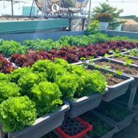 - Chậu trồng rau hình chữ nhật 63x41x16cm - Nhựa PP bền màu, thoát nước tốt