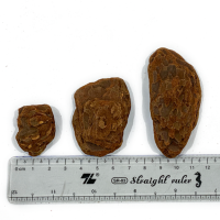 - Giá thể vỏ thông trồng lan đã xử lý mài cạnh SFARM KT 0.3 - 0.8cm