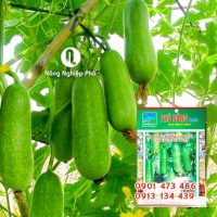 Hạt giống Bí đao lai F1 (lá sẻ) WG9 PN