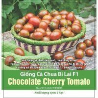 Hạt giống Cà chua bi chocolate cherry - Gói 3 hạt
