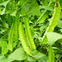 Hạt Giống Đậu Rồng Cao Sản PN 103 - Gói 10 gram