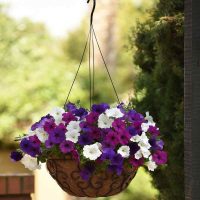 Hạt giống Hoa Dạ Yên Thảo Rũ nhiều màu FVN - Gói 5 hạt