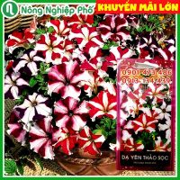 Hạt giống hoa Dạ Yên Thảo sọc FVN - Gói 15 hạt