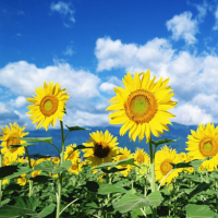 Hạt giống Hoa Hướng dương cao nhuỵ vàng RD 858 - Gói 1 gram