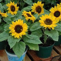 - Hạt giống Hoa hướng dương lùn RD 859 - Gói 10 hạt