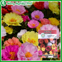 Hạt giống hoa Mười Giờ Mỹ FVN - Gói 10 hạt