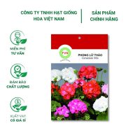 Hạt giống Hoa phong lữ thảo đứng nhiều màu FVN - Gói 15 hạt
