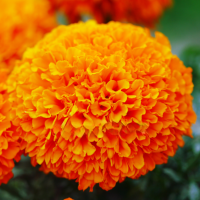 Hạt giống Hoa Vạn thọ cao đỏ cam OP 511 - Gói 0.1 gram