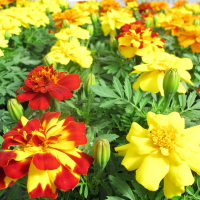 Hạt giống Hoa vạn thọ Pháp FVN - Gói 20 hạt