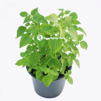 Hạt giống Kinh giới RADO 11 - Gói 1 gram