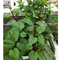 Hạt giống Mồng tơi tím PN - Gói 2 gram