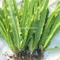 Hạt giống Rau diếp thơm (Xà lách lá nhọn) RADO 358 - Gói 10 gram