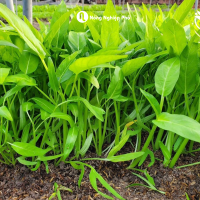 Hạt giống Rau muống lá lớn Indo PN 999