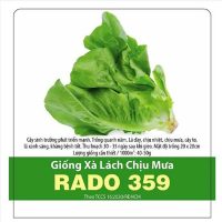 Hạt giống Xà lách chịu mưa RADO 359 - Gói 10 gram