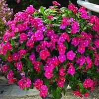 - Hạt giống hoa Dừa cạn (dòng đứng) PN - Gói 10 hạt - Hình ảnh minh họa