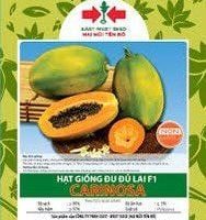 Hạt giống Đu đủ ruột vàng Carinosa East-West Seed (Hai Mũi Tên Đỏ) - Gói 4 hạt - Hình ảnh minh họa