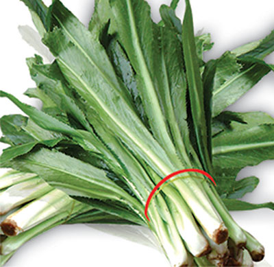 Hạt giống Ngò gai PN 03