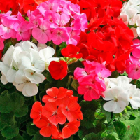 Hạt giống Hoa phong lữ thảo đứng nhiều màu FVN - Gói 15 hạt - Hình ảnh minh họa