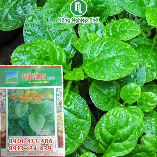 Hạt giống mồng tơi lá to PN 591 – Nảy mầm nhanh, trồng được quanh năm