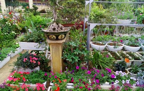 Chăm sóc cây cảnh mùa hè