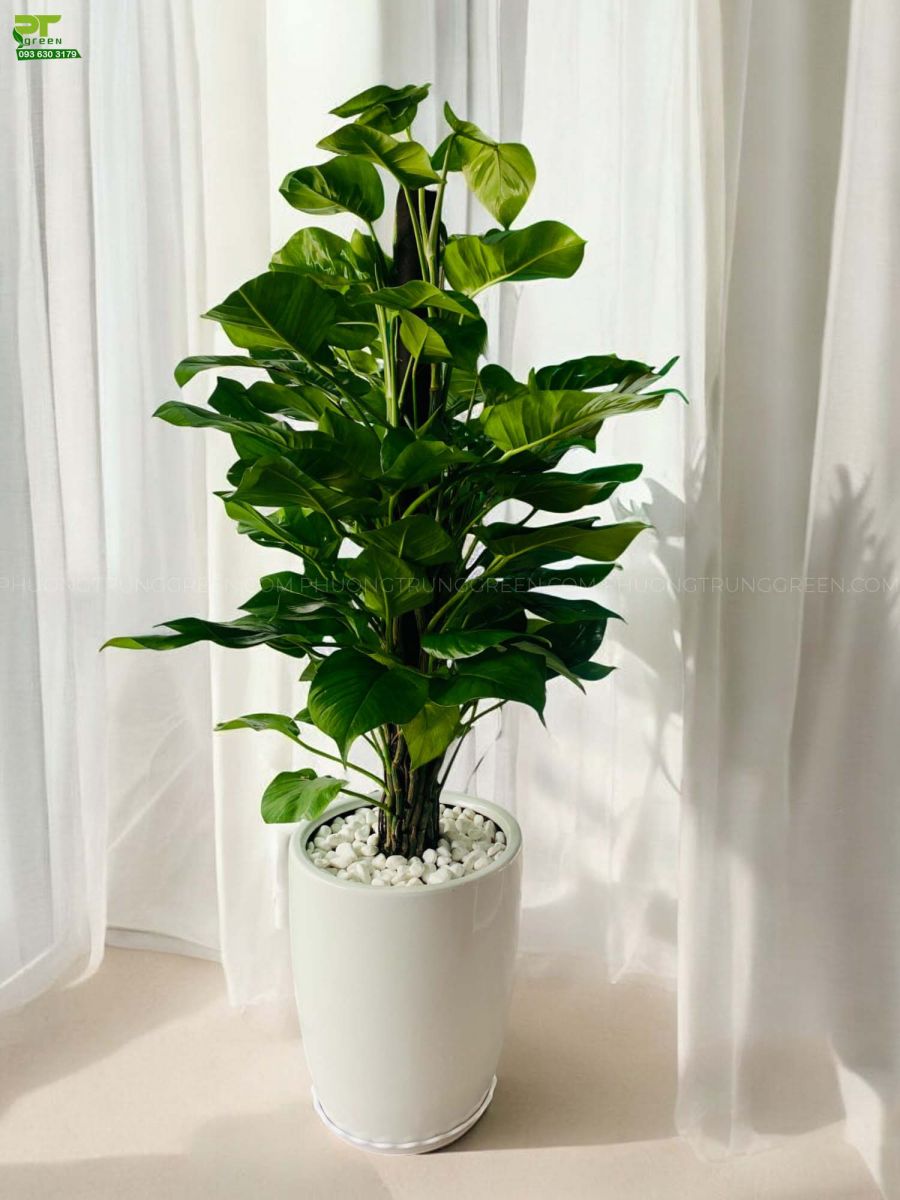 cây cảnh trong nhà