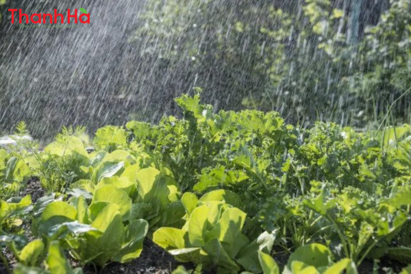 Chăm sóc cây cảnh mùa mưa