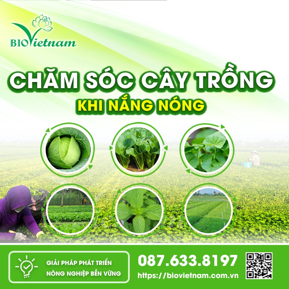 Chăm sóc cây cảnh nắng nóng